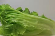 生菜会不会回奶