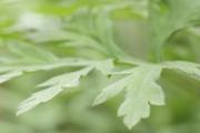 茵陈泡水一天喝几次 茵陈女人泡水喝好吗