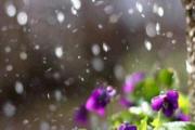 2019年雨水是几月几号 雨水有哪三候