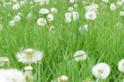 蒲公英的功效与作用 蒲公英美味菜谱