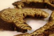 升麻的功效与作用及禁忌