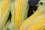 玉米须煮多久最好 玉米须煮水能降尿酸吗