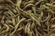 荨麻疹可以用金银花洗澡吗 金银花搭配什么洗治荨麻疹