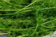 茴香菜吃了会回奶吗 茴香菜哺乳期能吃吗