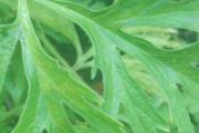 艾草驱蚊效果怎么样