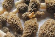 羊肚菌的功效与作用