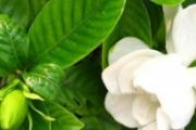 栀子花的营养价值