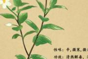鱼腥草是什么 鱼腥草怎么吃