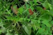 荠菜和蒲公英的区别 荠菜和蒲公英能一起吃吗