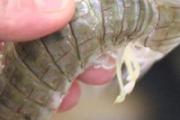 皮皮虾冷冻后能吃吗 冷冻皮皮虾的做法