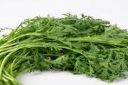 茼蒿可以生吃吗 吃茼蒿要注意什么