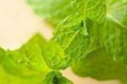 香花菜的营养价值 香花菜的食用方法