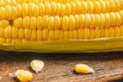 黏玉米和水果玉米哪个减肥好 水果玉米可以代替主食吗