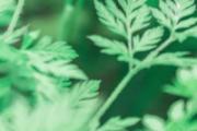 艾草膝盖贴贴了有疼痛怎么办 艾草膝盖贴真管用吗