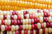 彩色玉米是转基因吗 彩色玉米品种有哪些
