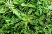 乳腺癌能不能吃荠菜 吃荠菜有什么好处