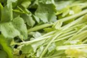野芹菜吃了会中毒吗 吃了芹菜中毒怎么办