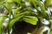 喝绿茶能减肥吗