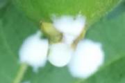 无花果的白色汁液的功效与作用 无花果白汁可以治痔疮吗