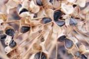 韭菜籽泡水喝的方法 韭菜籽泡水用生的熟的
