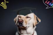 狂犬疫苗超过48小时打有效果吗 狗咬最晚多久打针无效