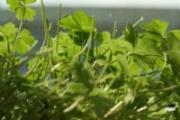香菜生的可以吃吗 苦瓜和香菜能一起凉拌吃吗