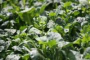 春天有什么野菜可以吃 9大必吃野菜你都吃过吗