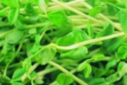 绿豆芽的营养价值