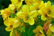 槐花茶有什么功效 喝槐花茶有什么好处