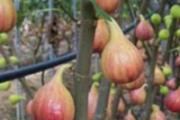 吃无花果上火吗