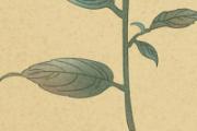芍药能泡水喝吗 芍药泡水一次用多少克