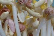 花生芽为什么能吃吗 花生芽有什么营养