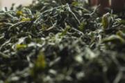水仙茶有什么功效 水仙茶属于什么茶