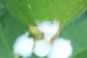 无花果汁的用途 无花果汁液能祛斑吗