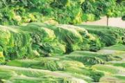 大白菜放置时间长到底能不能吃 大白菜放醋炒好吃吗