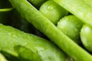 绿豌豆发芽怎么吃 豌豆没熟能吃吗