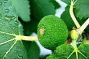 无花果叶怎样治痔疮 无花果叶治痔疮的效果好吗