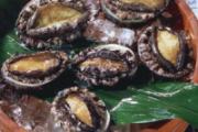 小孩能吃鲍鱼吗 小孩多大可以吃鲍鱼