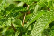 薄荷叶泡水放多少合适 干薄荷和鲜薄荷叶哪个泡水好