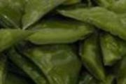 海白菜可以冷冻吗 海白菜是什么菜
