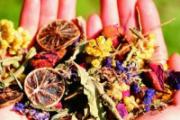 金银花茶能天天喝吗 金银花茶能天天喝吗