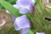 夏枯草棉茵陈可以一起煲吗 夏枯草茵陈和什么一起煲