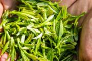 清明茶的功效与作用 喝清明茶能减肥吗