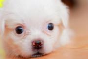狂犬疫苗期间又被咬了 打狂犬疫苗期间又被咬了怎么办