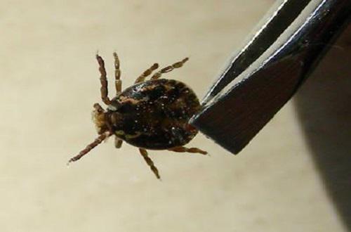 蜱虫嘴巴留在肉里会怎么样