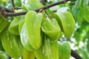 杨桃怎么吃口感才好 杨桃的4种吃法