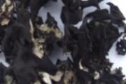 石耳的功效与作用