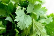 鸡蛋炒香菜可不可以吃 鱼汤放香菜可以吗