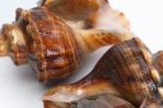 海螺怎么煮才能嫩而不老 煮好的海螺第二天还能吃吗
