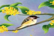 桂花能直接泡茶喝吗 桂花泡水喝会失眠吗